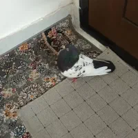 کفتر سینه کاکل ملاقی|پرنده|مشهد, پنجتن|دیوار