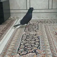 دم سفید گرفتنی درجه یک
