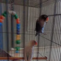 طوطی برزیلی جفت دو میلیون