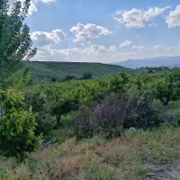 باغ سیب|فروش زمین و ملک کلنگی|مشگین شهر, |دیوار