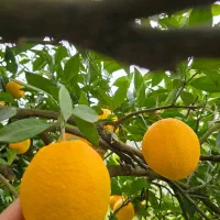 فروش عمده لیمو،یافا،تامسون|عمدهفروشی|جویبار, |دیوار