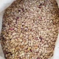 انواع لوبیا