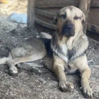 سگ پژدر|سگ|گرگان, |دیوار