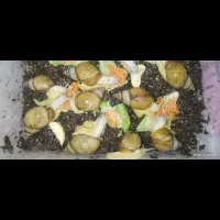 حلزون آلبینو|خزنده|تبریز, |دیوار