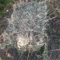 فروش یونجه پرس خشک
