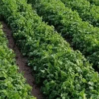 گشنیز تازه و خوش عطرچین اول دوهکتارقیمت توافقی