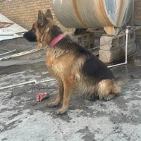 ژرمن شولاین|سگ|بهبهان, |دیوار