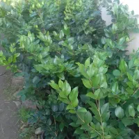 یاس هلندی و چمن|خدمات باغبانی و درختکاری|نشتارود, |دیوار