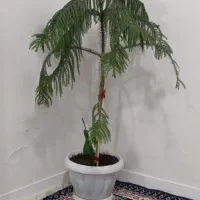 یک عدد گلدان کاج خیلی زیبا