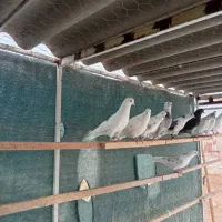 کبوتر پرشی|پرنده|ماهدشت, |دیوار