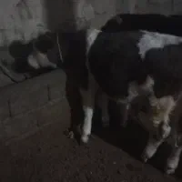 سه‌راس‌گوساله‌نر|حیوانات مزرعه|نظر کهریزی, |دیوار