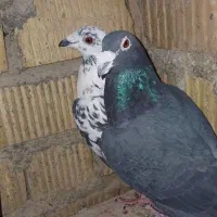 کفتر پلاکی|پرنده|مرودشت, شهرک مهدیه|دیوار