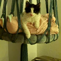 گربه به اسم بیسکوییت گم شده