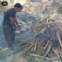 برش نخل رایگان در تمام نقاط استان بوشهر|خدمات باغبانی و درختکاری|برازجان, |دیوار