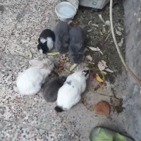 حیوانات خانگی|موش و خرگوش|شوش, |دیوار