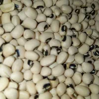 مواد غذای و خشکبار و برنج حبوبات|خوردنی و آشامیدنی|آبیک, |دیوار