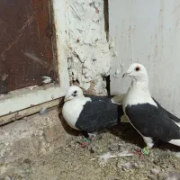 جفت پشتی سیاه گراف میزون|پرنده|جلگه رخ, |دیوار