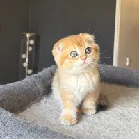 بچه گربه اسکاتیش