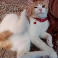 واگذاری گربه با وسایل