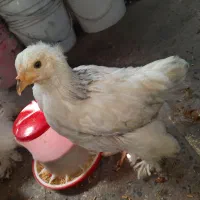 جوجه برهما اصل