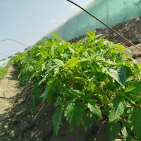 نشا گوجه بروبیا