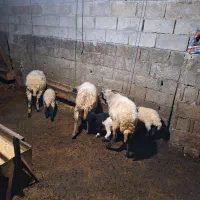 سه عددگوسفندبچه دار جوان شیشک بفروش میرسد