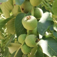 نهال گردوی پیوندی چندلر و تمامی ارقام|خدمات باغبانی و درختکاری|سقز, |دیوار