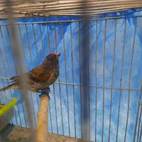 گلبسر نر خرم اباد|پرنده|فردیس, شهرک راه آهن|دیوار