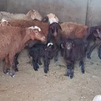 میش بره دار