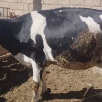 گاو هشت ماه ابستن|حیوانات مزرعه|شال, |دیوار