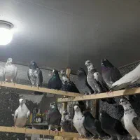 کبوتریکجایی|پرنده|قائم‌شهر, |دیوار