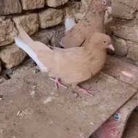 کبوتر دم سفید|پرنده|خلیل آباد, |دیوار