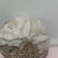 فسیل ۵۰میلیون ساله