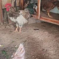 مرغ جوان وسرحال