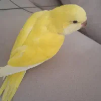 راهب زرد ماده