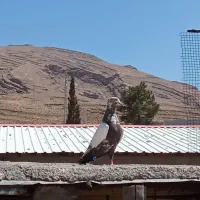 کبوتر دمی