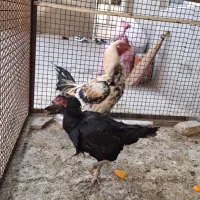 مرغ و خروس لاری و گلین|حیوانات مزرعه|تهران, افسریه شمالی|دیوار