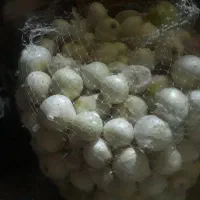 پیاز تازه قالب متوسط خشک