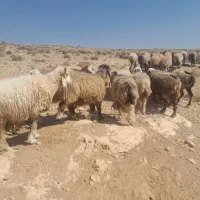 میش وشیشک داشتی ابستن|حیوانات مزرعه|شیراز, شهرک امیر کبیر|دیوار
