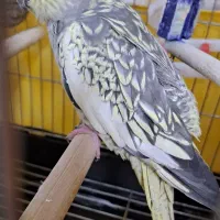 عروس هلندی ماده دستی|پرنده|تهران, شهرک ولیعصر جنوبی|دیوار