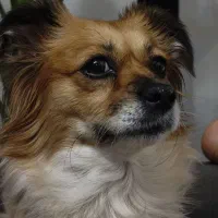 سگ پامر روباهی