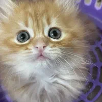 پرشین کلاسیک