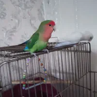 طوطی برزیلی