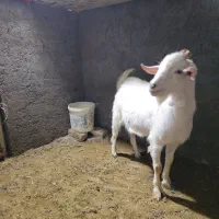 نر بز سانن 1 ساله