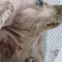 سگ خانگی پامر|سگ|قم, نخودی|دیوار