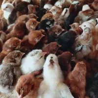 مــرکــز فــروش انـواع طیـور در همـه سنین