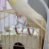 عروس هلندی|پرنده|تربت‌حیدریه, بازار|دیوار