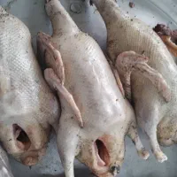 غاز.اردک.بوقلمون.مرغ.خروس|حیوانات مزرعه|رشت, پاستوریزه|دیوار