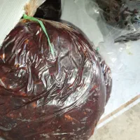 خرما خنیزی و گواردیال و بی هسته|عمدهفروشی|بندرعباس, |دیوار