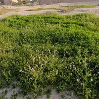 علوفه گاو و گوسفندی